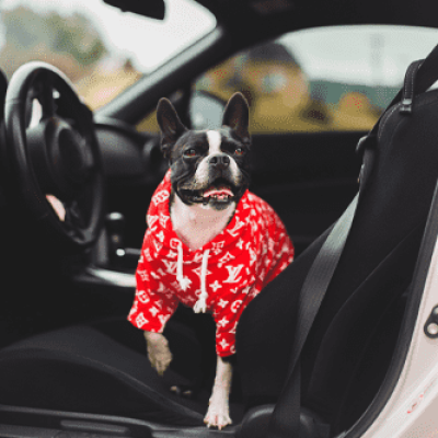 Pies w samochodzie z carsharingu